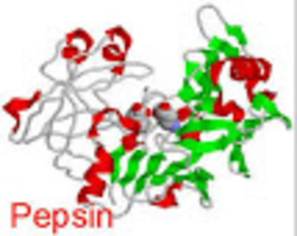 Theodor Schwann discovers pepsin