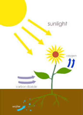 Jan Baptist van Helmont Makes Contribution in Photosynthesis