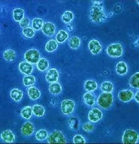 Anton van Leeuwenhoek first microbiologist