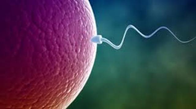 Albrecht von Roelliker Realized Sperm Cells and Egg Cells are Also Cells