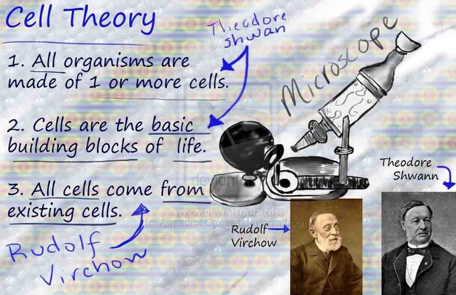 Virchow extended work of cell theory