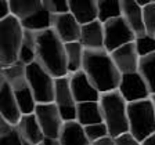 Robert Hooke discovers cellular composition