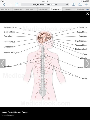 Roelliker carried out research on the nervous system