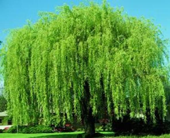 Jan Baptist van Helmont