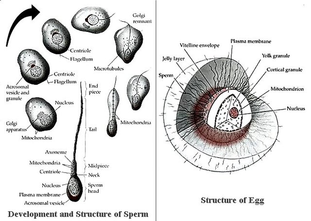 Albrecht von Roelliker