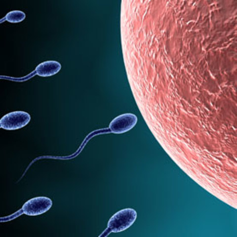 Roelliker cays egg and sperm are cells