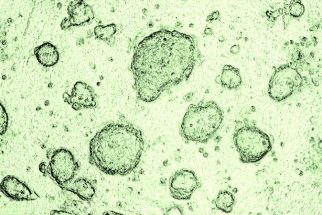 Robert Hooke estblished the word cell