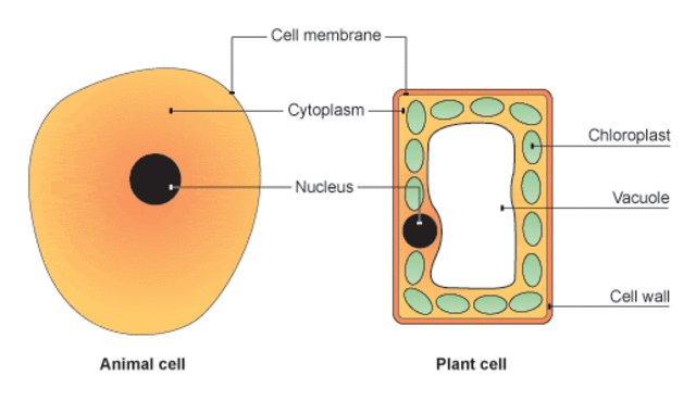 Schleiden discoved plants are made of of cells using a microscope