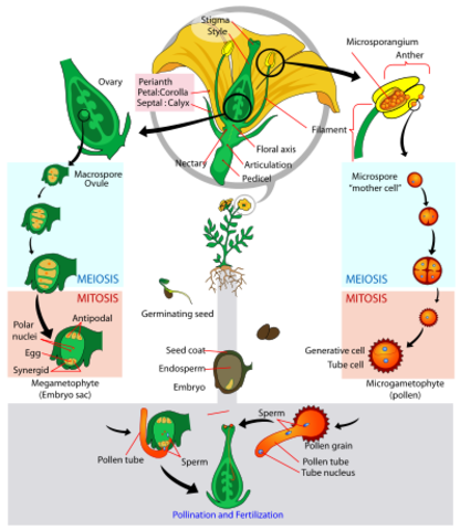 Helmont studied how plants grew and reproduced.