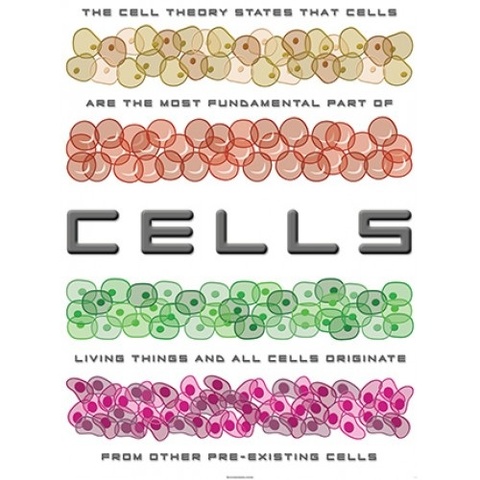 Theodor Schwann and cell theory.
