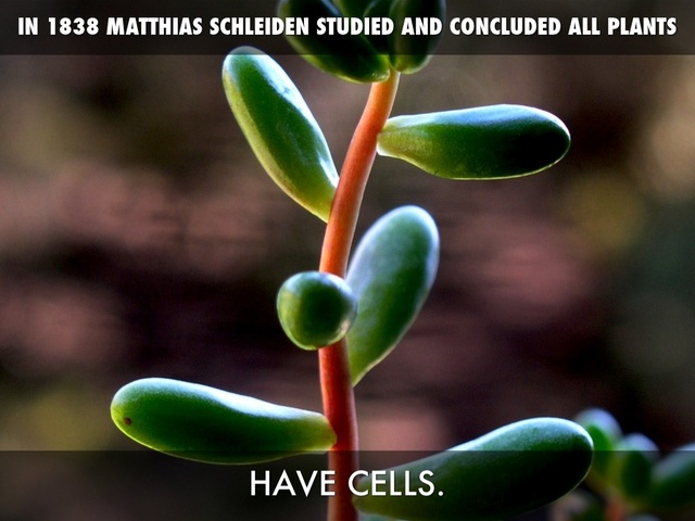 Matthias Schleiden and cell theory in plants.