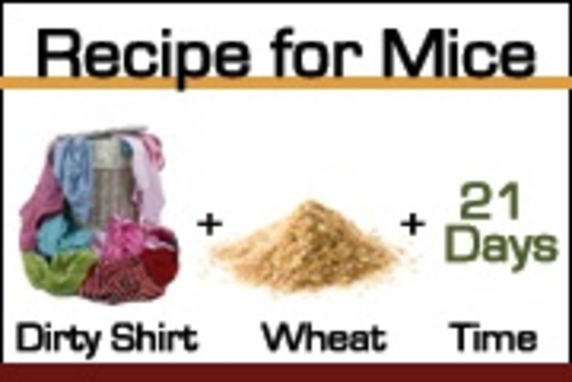 Jan Baptist van Helmont and spontaneous generation.