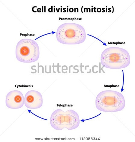 Rudolf Virchow and cell division.