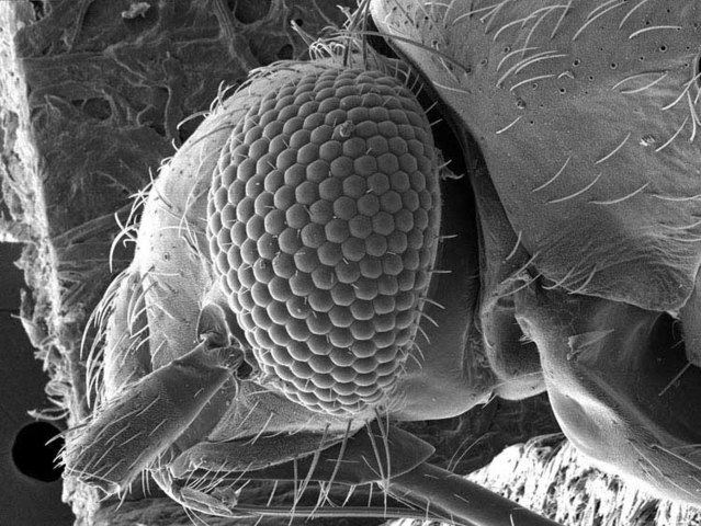 Leeuwenhoek observed the first single cell animal which was a bee.