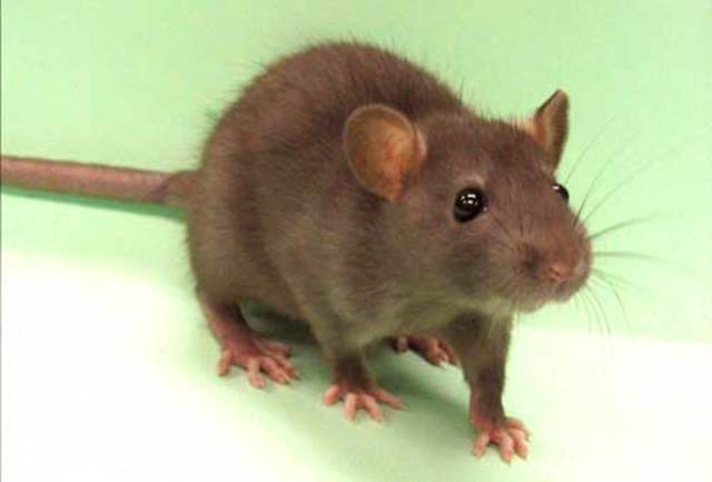 Van helmost describes spontanious generation of mice