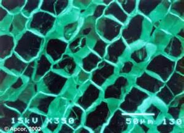 Robert Hooke sees cells in cork