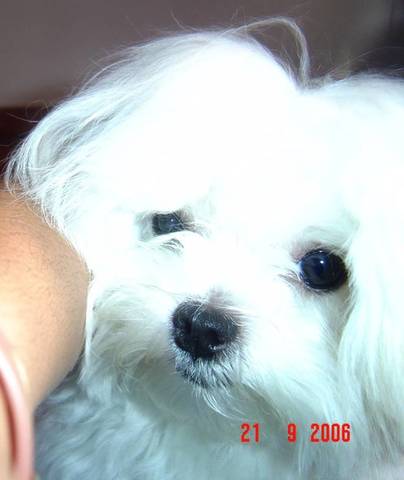 GANHEI MEU CACHORRO / Laura