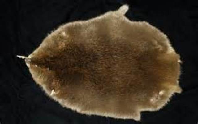 Economy based on fur