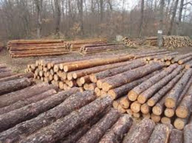 Timber Industry