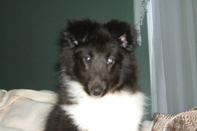 I got my dog Charlie