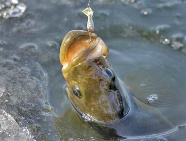 Pescaria! - Gulherme