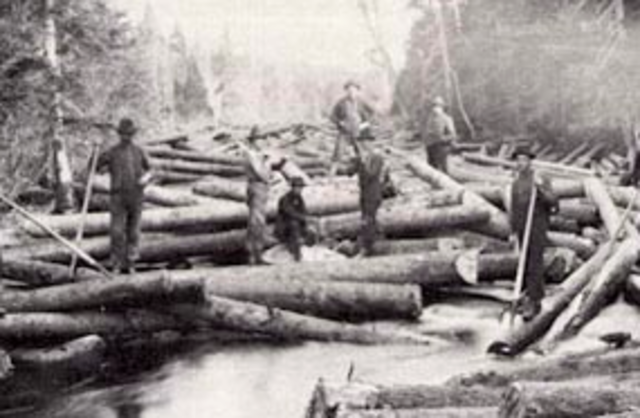 Increase In Demand For Timber