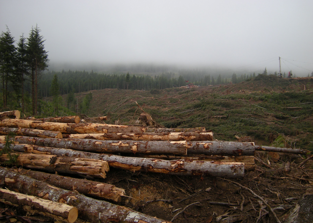 Economy Based On Timber