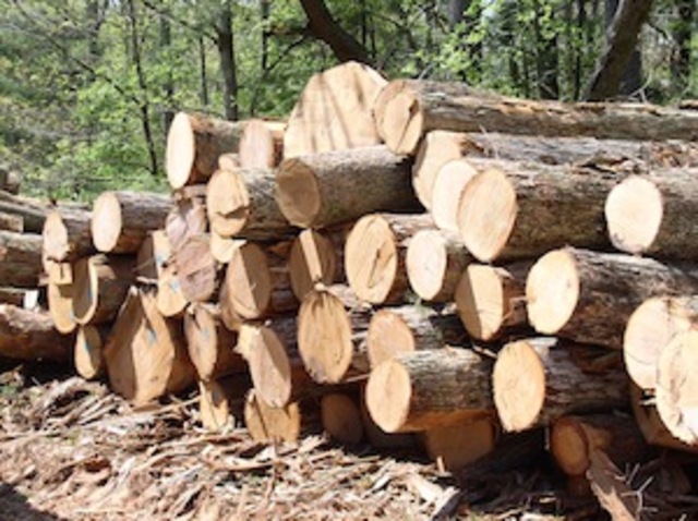 Timber Industry