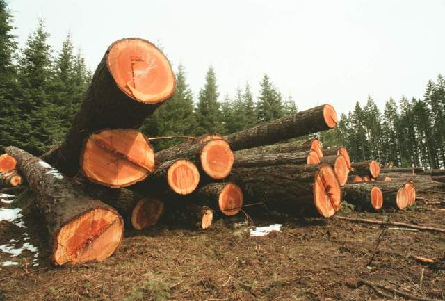 Timber Industry