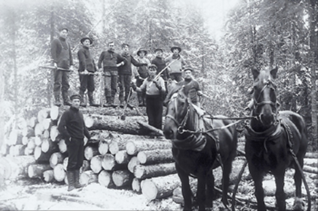 Rise of timber economy