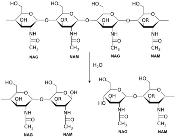 Discovering of the Lysozyme