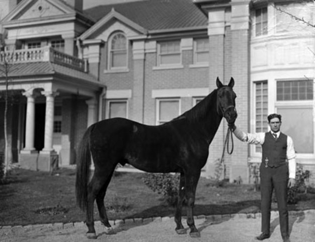 steals a fine-looking horse.