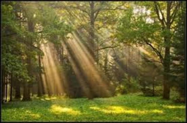 День Работников леса