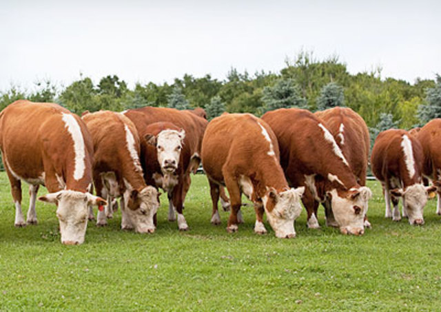 Ram:2.022.650.Cattle:5472