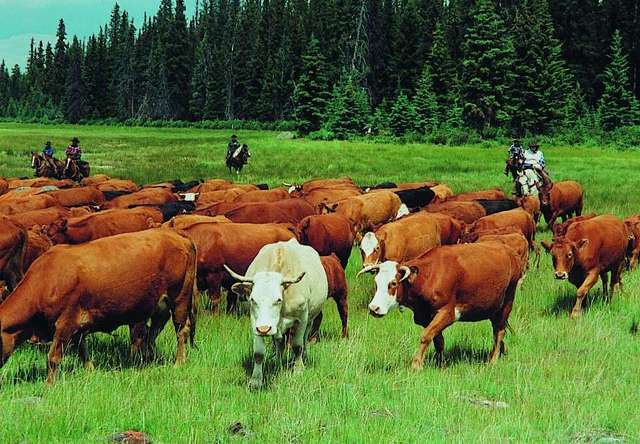 ram:842277 cattle:2028