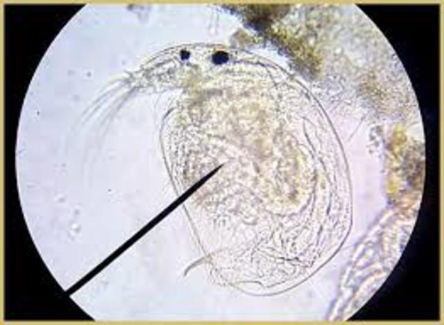 First living cells seen