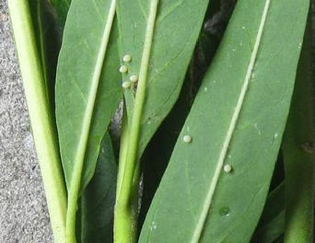 The Monarch Butterfly Egg