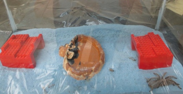 Class spider prefers two ways out and the right side