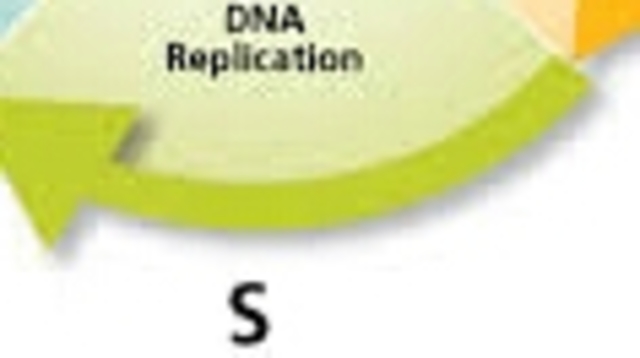 S phase or Synthesis