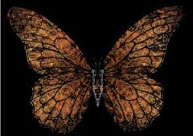 Eckels notices he stepped on a butterfly