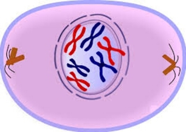 M Phase(Prophase)