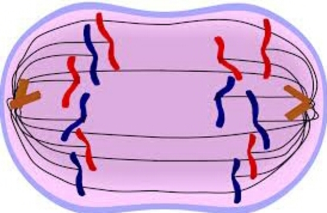 M Phase(Anaphase)