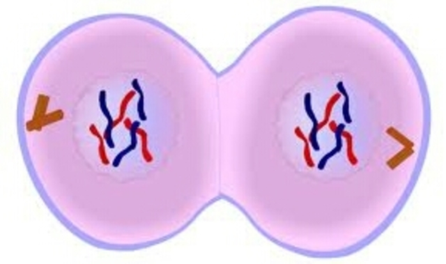 M Phase(Telophase)