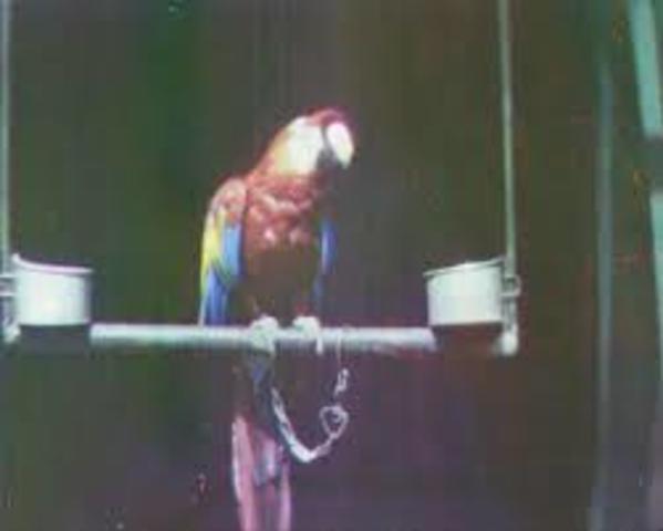 El color en las fotografias