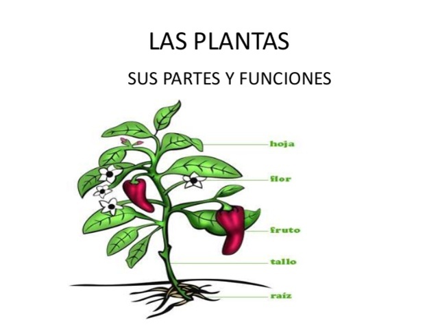 Nace una planta...