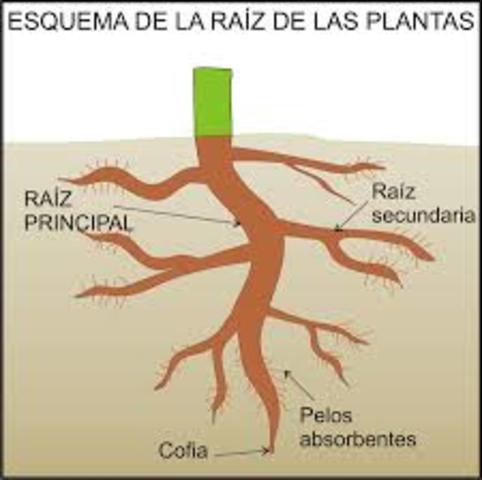 Utilidad de las raices