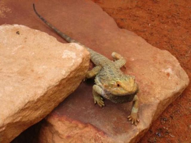 Day 7 - Alice Springs