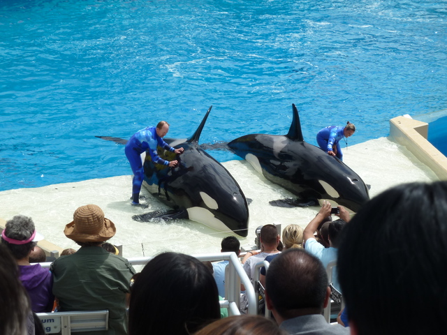 Show das baleias (Amanda)