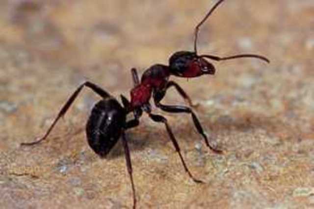 Picadura de 9 hormigas