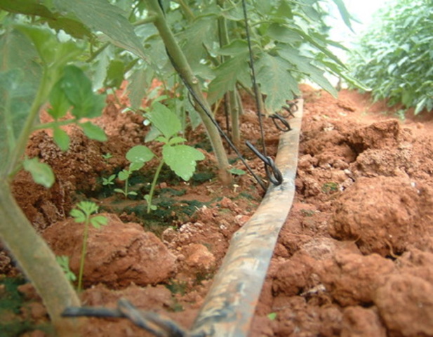 Irrigation in Texas Begins